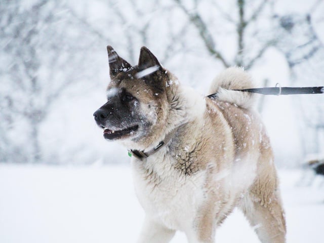 A Dogs Trust Leeds pooch enjoying the snow (photo: Dogs Trust Leeds).