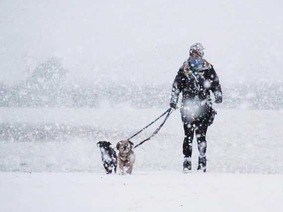 A dog walker from Dogs Trust Leeds tackles the snow (photo: Dogs Trust Leeds).