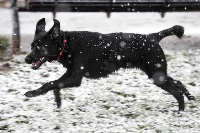 Dog Lottie with her first experience of snow in Blackpool