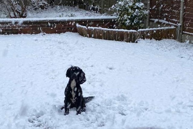 Laura Burrell sent us this picture of her dog enjoying her snowy garden, just off Knaresborough Road.