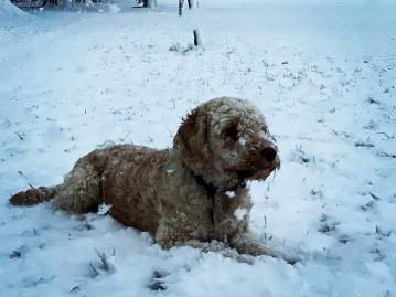 Rod Findlay posted this picture of his dog enjoying the snowfall.