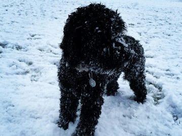 Another snowy dog picture posted by Rod Findlay.