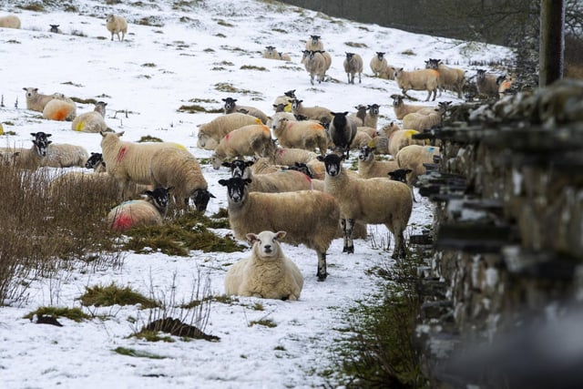 Sheep seek shelter near Askrigg in the Dales