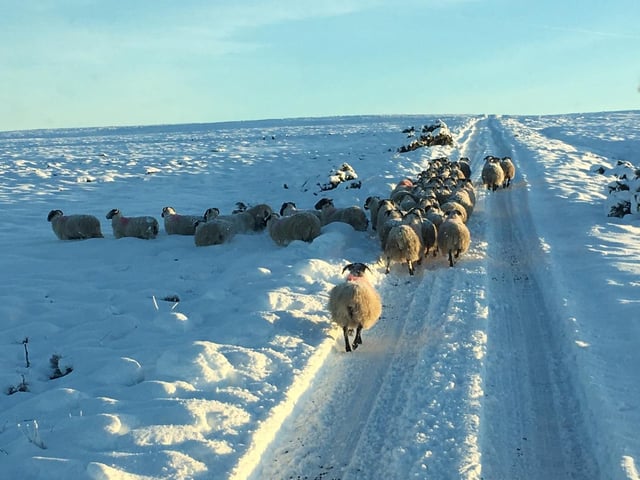 It wasn't just drivers that appreciated the ploughs work