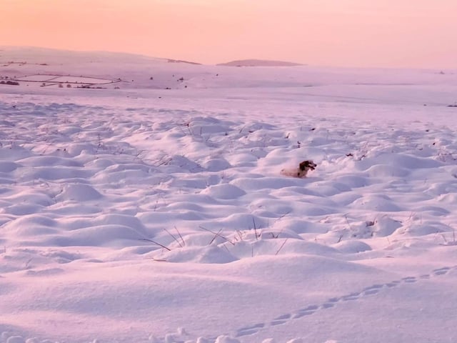Spot the dog playing in the snow!