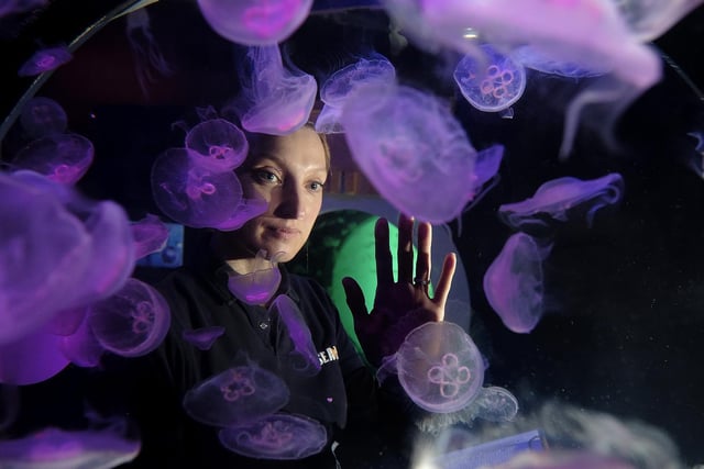Amy German checks the jellyfish tank