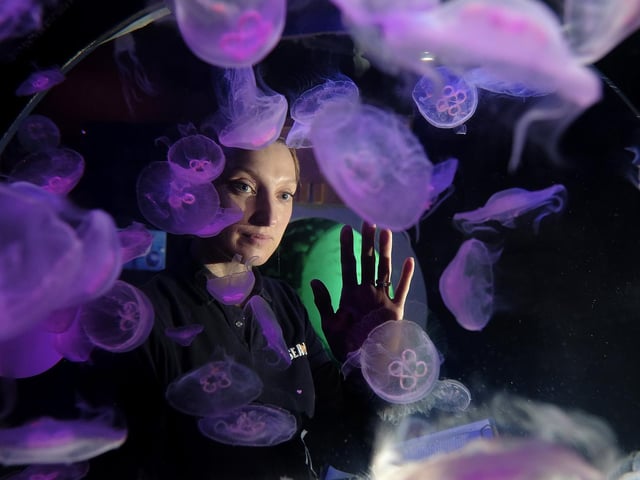 Amy German checks the jellyfish tank
