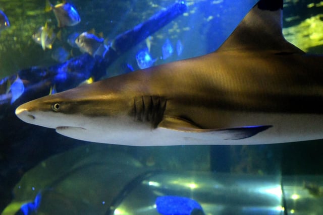 A black tip shark swims by