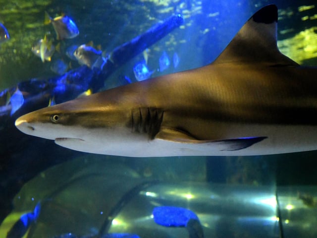 A black tip shark swims by