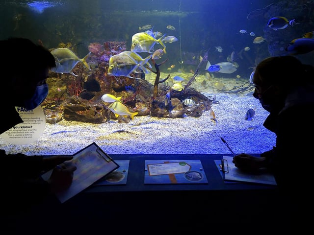 Staff check the tanks and register the inhabitants