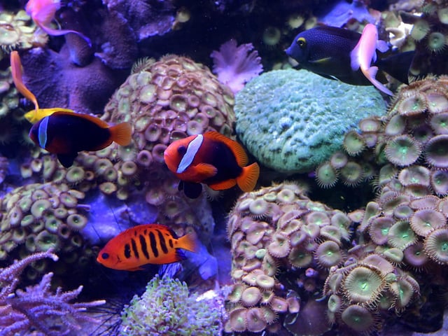 Tropical reef fish add lovely colour to their exhibit