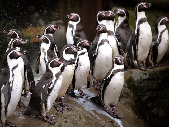 The Humbolt penguins stand to be counted