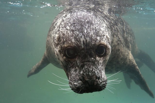 A curious seal comes into view