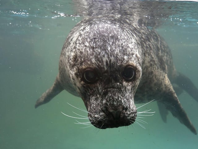 A curious seal comes into view