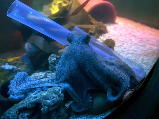 A common octopus collects food from one of the feeding tubes in the tank