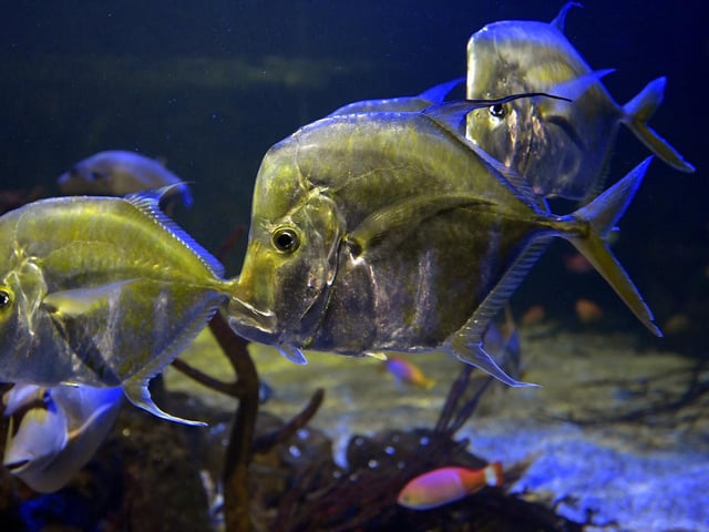 The lookdown fish take centre stage in one of the tanks