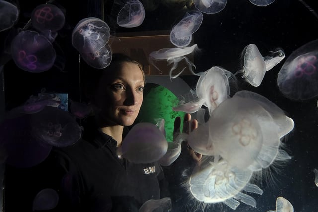 Amy German at the jellyfish tank