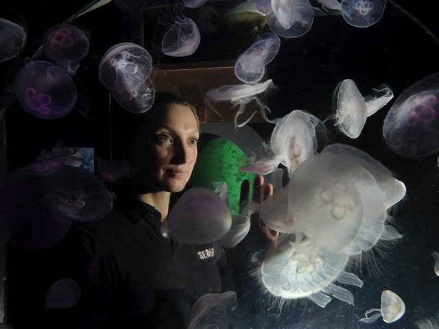 Amy German at the jellyfish tank