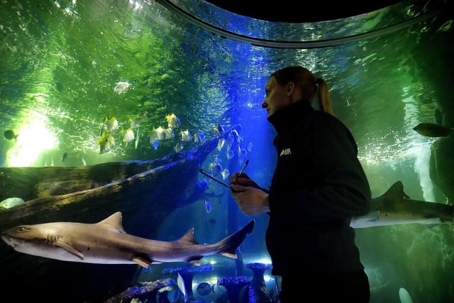 Amy German checks the main tank and numerous species.