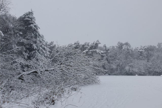 The glorious scene at the Pinewoods and Rotary Wood area of Harrogate after Thursday's heavy snowfall.