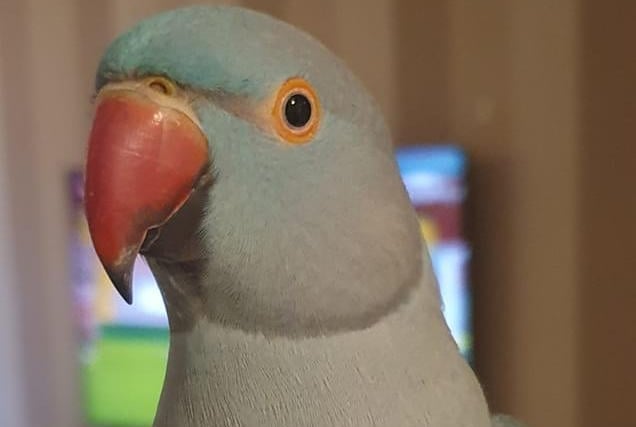 Lyndsey Mounsey sent in a photo of her Indian Ringneck, Bleu.