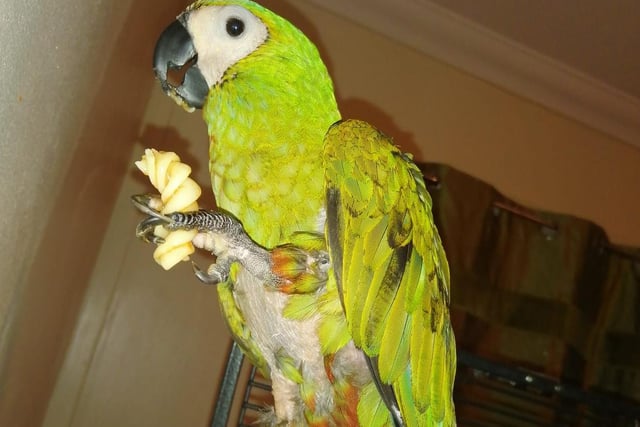 Kirstin Loynd-Sharkey re-homed a red bellied macaw.