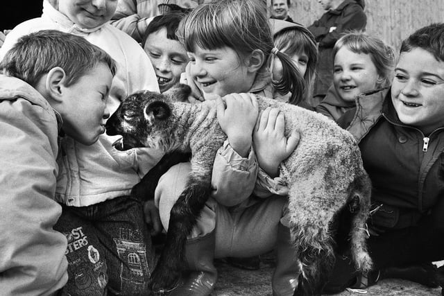 Andrew Marsden, six, from St Wilfrid's Infants School, Standish, makes friends with a two day old lamb during a trip to Greenslate Farm, Billinge, January 1990.