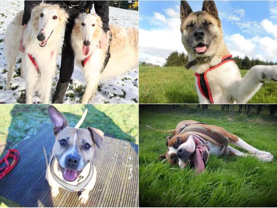Dogs Trust in Leeds has dogs up for adoption this Christmas (photo: Dogs Trust Leeds)