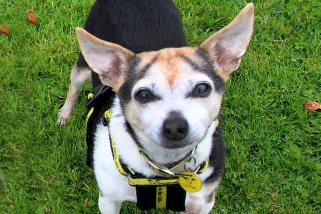 Buddy is a sweet little dog who will need to live in an adult home as the only pet so that he can get all the attention to himself. At 13 years young, he prefers a quieter environment but still loves a walk (preferably when the weathers nice)! He likes to make his voice heard at times so needs a bit of patience especially at meal times and when travelling. He is housetrained and should be okay left on his own after a settling in period. He loves sofa snuggles but only on his own terms. Buddy has a heart murmur for which he takes medication and his eyesight is poor so he can be easily startled when handled. Buddy will need a home with a private, enclosed garden. Potential owners may need to make a few visits to get to know him so must live no further than one hours drive from the Leeds Rehoming Centre.