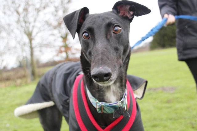 Eddie is a really sweet lad who has just retired from his racing career. He enjoys playing with squeaky toys and is great to go out on a nice walk with. Since he has a high prey drive he wears a muzzle out and about but he's not bothered by it at all. Eddie is happy to have doggy walking friends but would prefer to be the only dog in the home. He is house trained and likes to be up on the sofa for a snooze so relaxed house rules are a must. Eddie will need a secure garden so he has somewhere to explore and enjoy occasional zoomies off lead. He will need an adult only home as he ca be uncomfortable around children. Eddie is used to having owners around all the time but once set in his new routine he should be fine to be left for a few hours so may suit a part time worker. If you are up for plenty of fun, long walks and a sofa companion, then look no further than lovely Eddie!