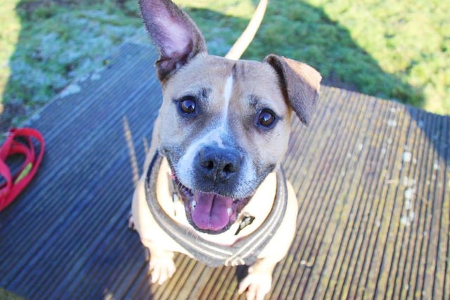 Jessie is a scrumptious medium-sized, fawn and white staffie. Don't be fooled by her eight years, because this girl still thinks she is two years old and has an infectious love for life! Jessie loves playing with her toys and taking a dip in the paddling pool on hot days, she is food motivated (which is great for training!) and she is really friendly with her handlers. Jessie is manageable around other other dogs, but you can see in her body language that she would rather avoid them so she would need to be the only dog in the house. She is looking for an adult only home. Jessie can be very strong on the lead and would need active (and strong!) owners to keep up with her. She will need an enclosed garden for her to burn off some of that energy and soak up the sun on warm days. Jessie has found being in kennels difficult and unfortunately she has been rehomed and returned a couple of times. When she goes home it'll take a couple of weeks for her to unwind which her new owners must understand, so she is looking