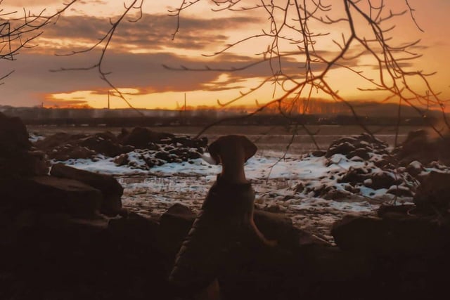 Obie looked so majestic as he stopped to admire a sunset at Newmillerdam Country Park that owner Aden just had to capture the moment for all to see!