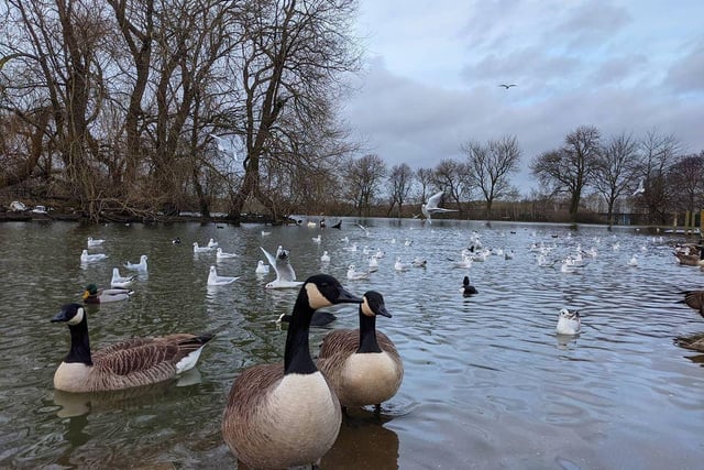 Julia Rockett got up close and personal with some geese at Pontefract Park!