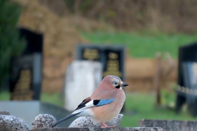 Jay at the cemetery, by Rose Habberley.