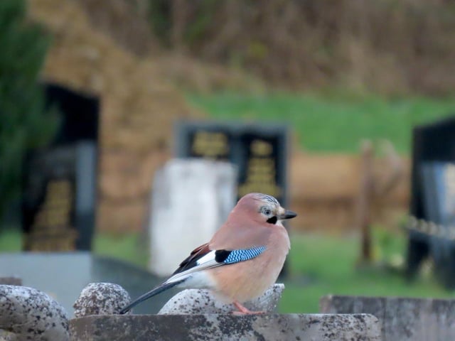 Jay at the cemetery, by Rose Habberley.