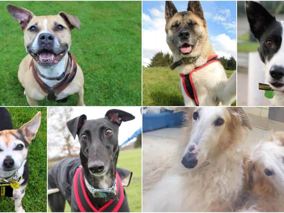 Could you give one of these adorable pooches a loving home?