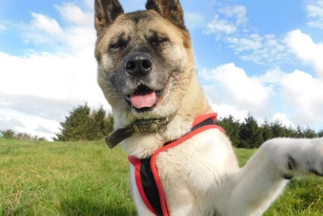 Akita Tasha is a big fluffy bundle of love! She loves being around people and is immediately friendly with everyone she meets. She'll always hang around until you give a little bum scratch!