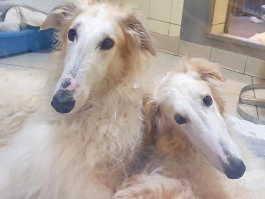 Borzoi: These two have a close bond so would need to be homed together. Their new owners must have the space to accommodate them and also a big car. Arieo if four and Putee three-and-a-half.