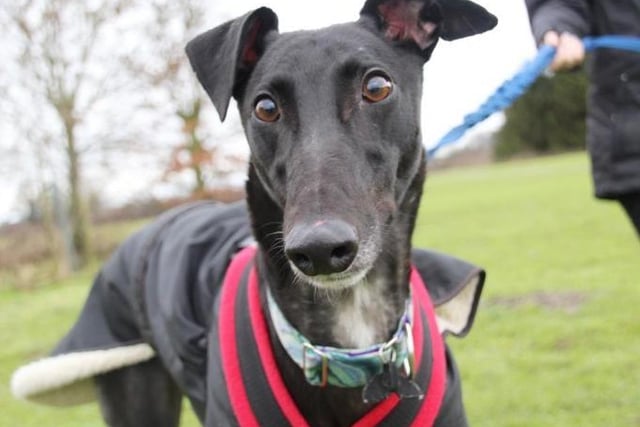 Eddie – Greyhound:  Eddie is a really sweet lad who has just retired from his racing career. He enjoys playing with squeaky toys and is great to go out on a nice walk with.