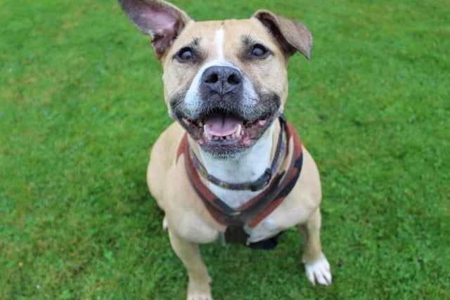 Jessie – Staffordshire Bull Terrier: Jessie is a scrumptious medium-sized, fawn and white staffie. Don't be fooled by her eight years, because this girl still thinks she is two years old and has an infectious love for life.