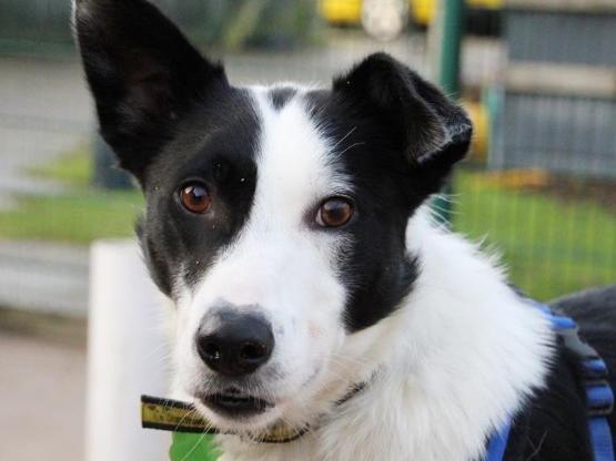 Collie: Wilbur is a wonderful boy with loads of potential. He's 2 years old and still has a lot to learn, but he's getting there.