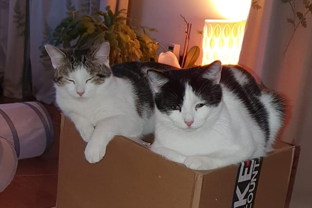 "We adopted these two in September - mum and kitten found in a warehouse. We love them to bits."