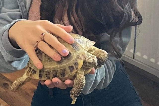 "We adopted a rescue tortoise, JAVA. She's super cute."