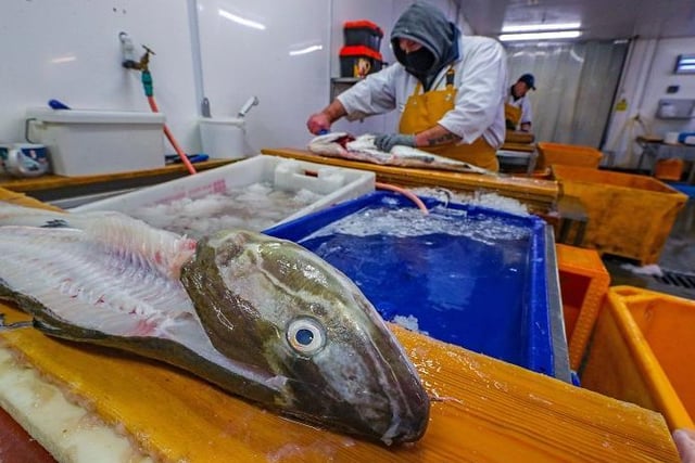 A member of staff at Midland Fish in Fleetwood prepares fish for sale at the docks in Fleetwood