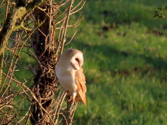 Rose Habberley snapped a Barn owl in Burniston.