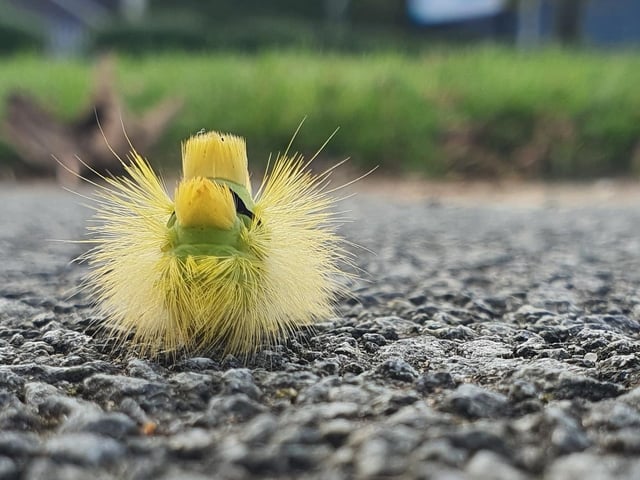 Luke Daniels captured a Pale Tussock Moth Caterpillar.
