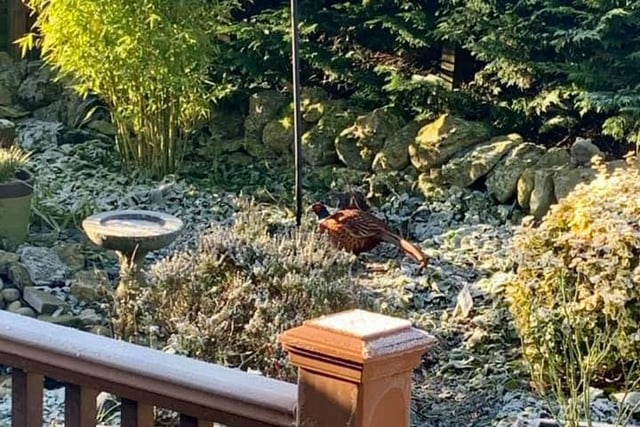 A pheasant dropped by to say hello to Linda Hopkins in her back garden in Thornton-le-Dale