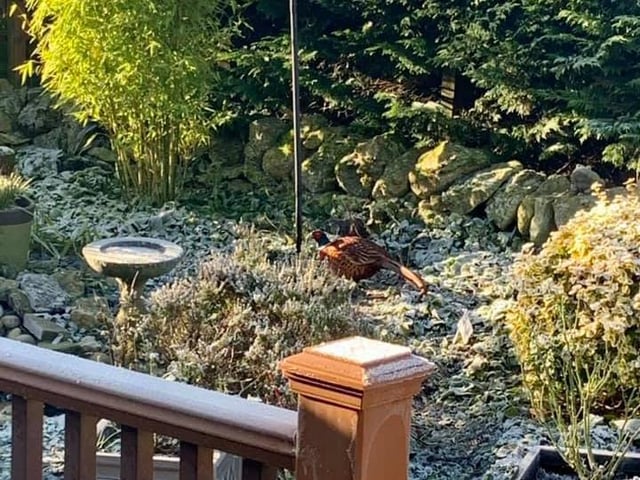 A pheasant dropped by to say hello to Linda Hopkins in her back garden in Thornton-le-Dale