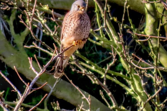 Rose Habberley snapped a kestrel at the castle headland.
