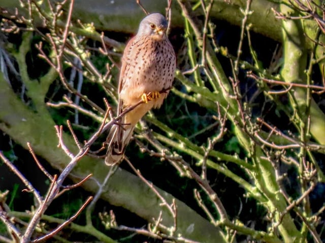 Rose Habberley snapped a kestrel at the castle headland.